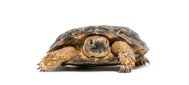 Flat-shelled pancake tortoise, Malacochersus tornieri, isolated on white