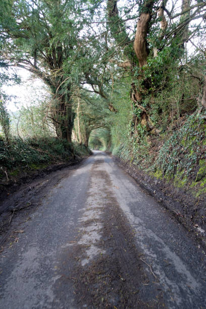 istock British Woodland Scenery Walk through a Walking Trail With Path 2132645447