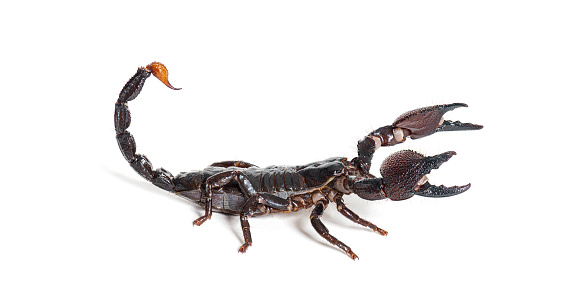 Side view of Emperor scorpion, Pandinus imperator, isolated on white