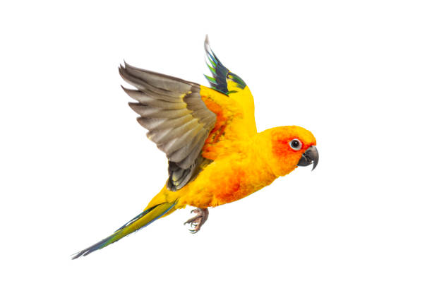 istock sun parakeet bird, Aratinga solstitialis, flying, isolated on white 2132648040