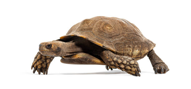 istock Asian forest tortoise walking away, Manouria emys, isolated on white 2132650631