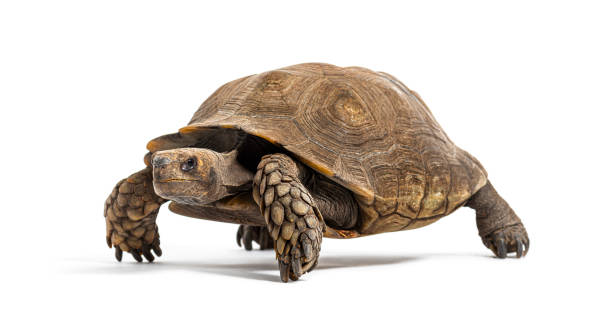 istock Asian forest tortoise, Manouria emys, isolated on white 2132652005