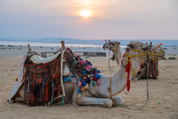 istock Fayum Oasis, Sunset in the Desert, Desert, Egypt 2132652206