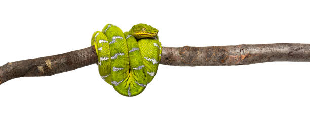 istock Adult Emerald tree boa wrapped around a branch, Corallus caninus, isolated on white 2132654022
