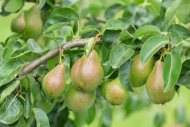 istock Ripening pears on a tree in orchard garden 2132654836
