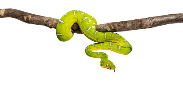 Adult Emerald tree boa wrapped around a branch, Corallus caninus, isolated on white Adult Emerald tree boa wrapped around a branch, Corallus caninus, isolated on white green boa snake corallus caninus stock pictures, royalty-free photos & images