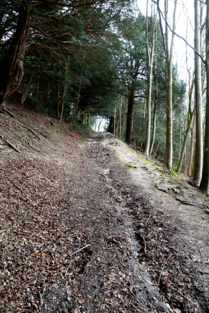 istock British Woodland Scenery Walk through a Walking Trail With Path 2132656955