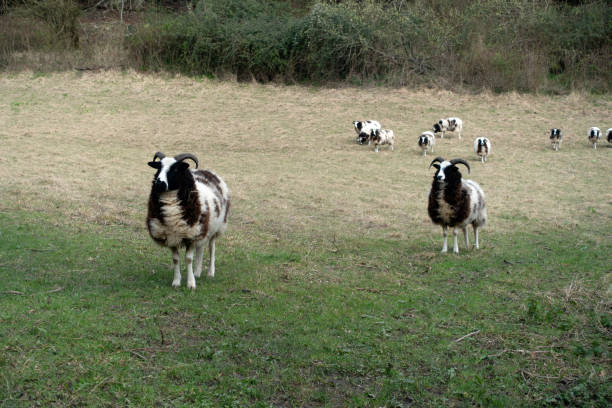 pole z owcą jacob rasa z rogami rozglądającymi się i idącymi do kamery - jacob sheep zdjęcia i obrazy z banku zdjęć