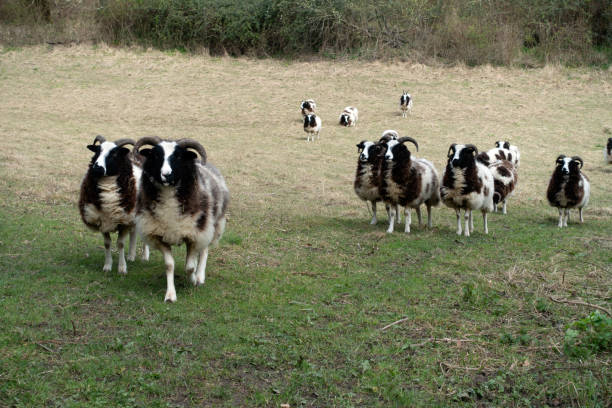 un campo con ovejas jacob cried con cuernos mirando a su alrededor y caminando hacia la cámara - jacob sheep fotografías e imágenes de stock