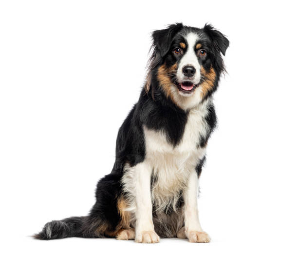 istock Sitting and panting tricolor Australian Shepherd looking at the camera, isolated on white 2132659543