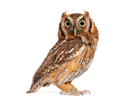 Tropical screech owl, Megascops choliba, looking at the camera, isolated on white