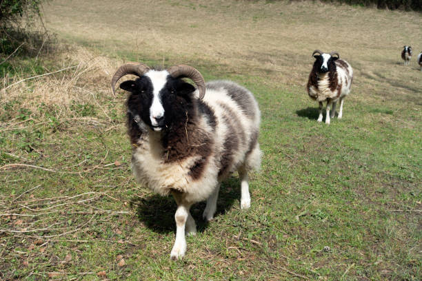 a field with jacob sheep breed with horns looking around and walking to the camera - jacob sheep zdjęcia i obrazy z banku zdjęć