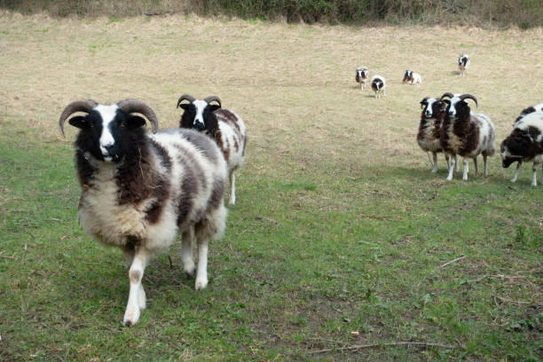 a field with jacob sheep breed with horns looking around and walking to the camera - jacob sheep fotografías e imágenes de stock