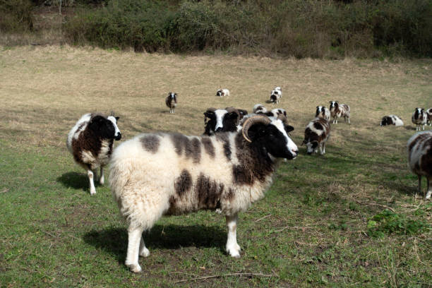 a field with jacob sheep breed with horns looking around and walking to the camera - jacob sheep fotografías e imágenes de stock