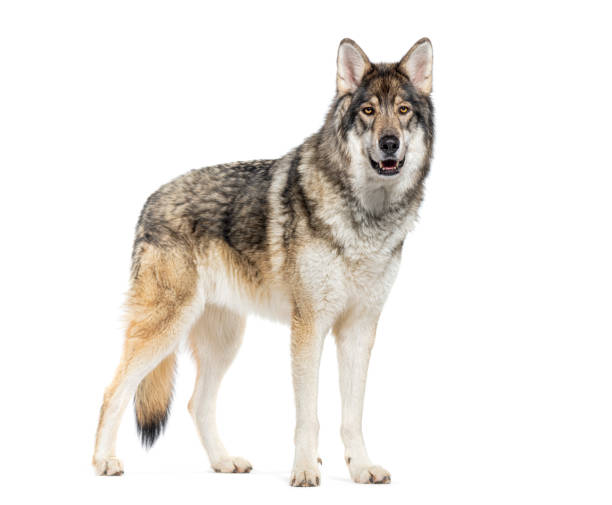 istock Timber Shepherd a kind of Wolfdog, looking at the camera, Isolated on white 2132660595