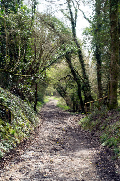 istock British Woodland Scenery Walk through a Walking Trail With Path 2132661112