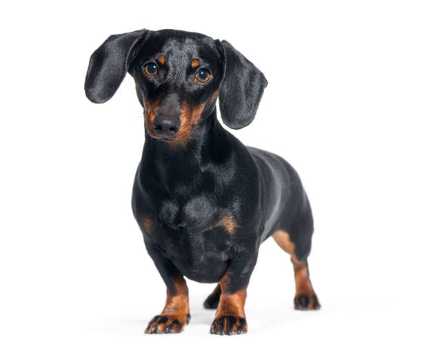 istock Adorable black and tan dachshund posing isolated on white 2132661119