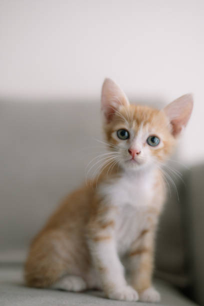 istock A cute orange and white kitten is sitting on a couch 2132662156