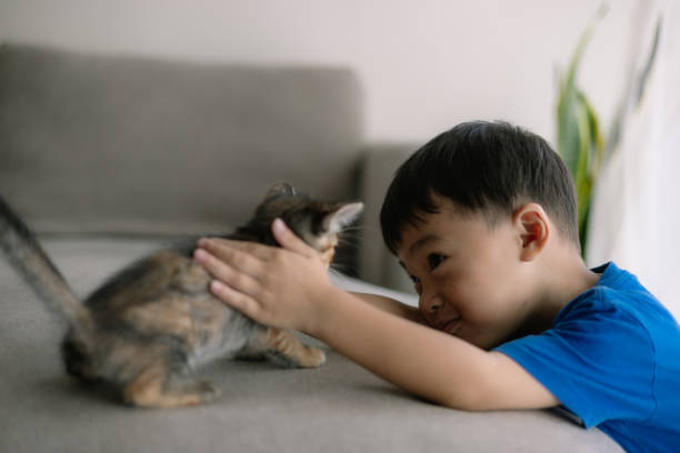 istock A young boy is petting a kitten on a couch 2132662165