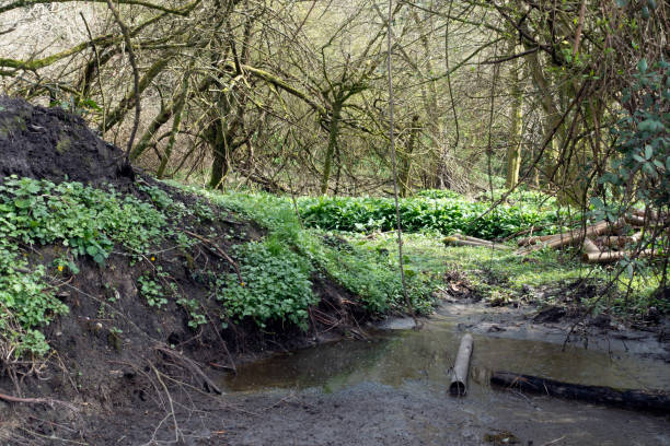 istock British Woodland Scenery Walk through a Walking Trail With Path 2132663192