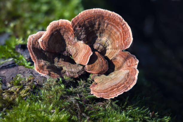 istock Intimate Nature: A World of Moss and Mushrooms 2132663206