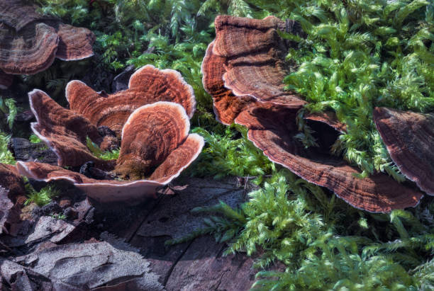 istock Hidden Treasures: Discovering Moss and Mushrooms in the Woods 2132664240
