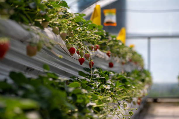 istock Strawberries hanging in a greenhouse. 2132674022