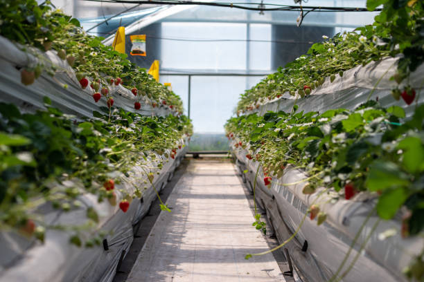 istock Strawberries hanging in a greenhouse. 2132674027