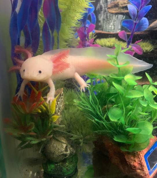 istock Axolotl in aquarium on plants 2132676124