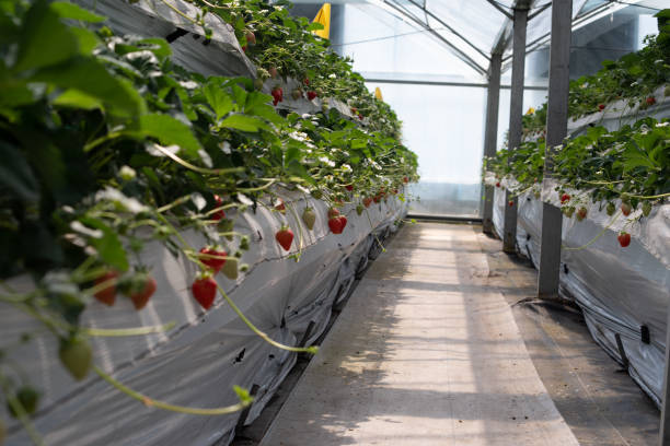 istock Strawberries hanging in a greenhouse. 2132677175