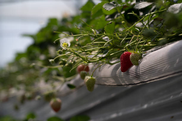 Strawberries hanging in a greenhouse. Strawberries in different growth stages hanging in the greenhouse of a strawberry nursery.
