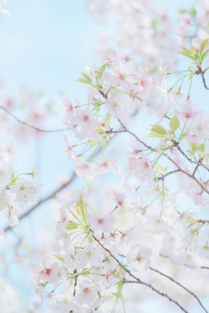 istock Cherry blossoms blooming in Tokyo in April 2024 2132680309