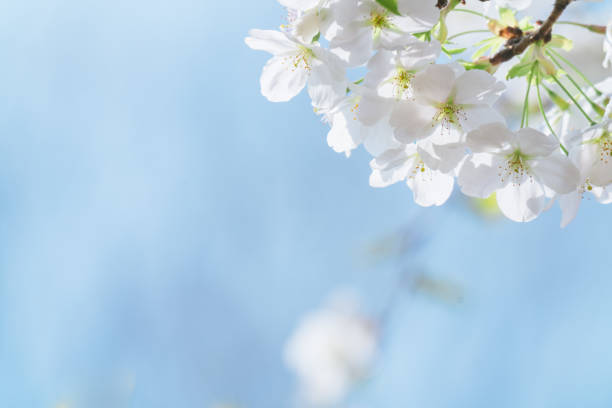Cherry blossoms blooming in Tokyo in April 2024