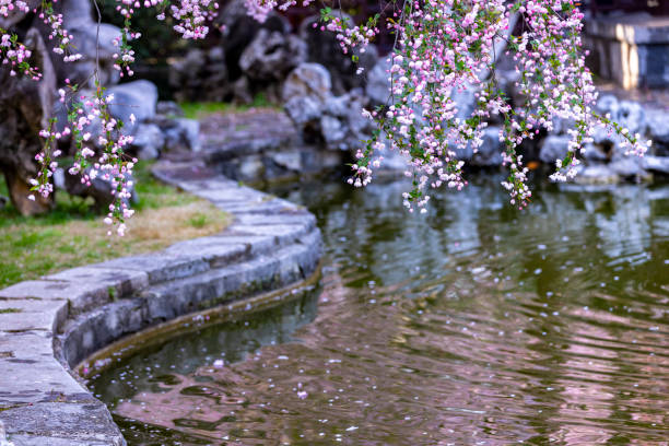 istock Begonia flowers by the lake 2132691203