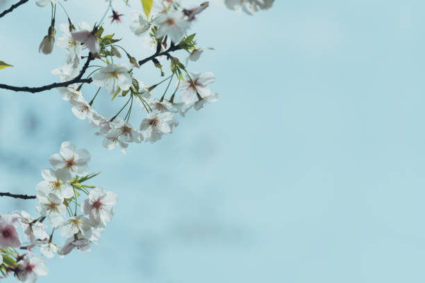 istock Cherry blossoms blooming in Tokyo in April 2024 2132692797