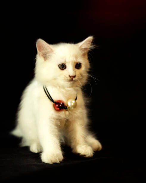 Cute Kitten Wears a Gorgeous Necklace