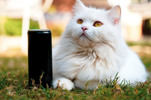 Persian cat sitting in a garden along with energy drink can.