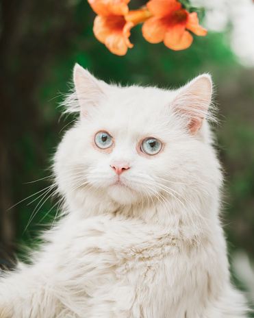 White tripple coated persian cat with white and blue eyes