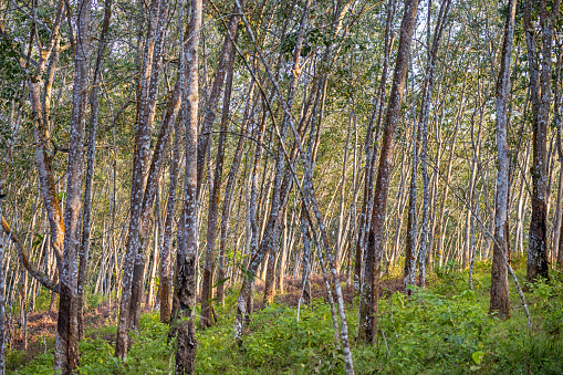 Plantation of rubber trees, Hevea brasiliensis