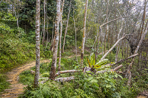 Path through a plantation of rubber trees, Hevea brasiliensis outside the Mount Leuser National Park close to Bukit Lawang in the northern part of Sumatra