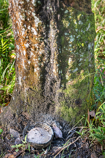 Rubber tree, Hevea brasiliensis with a collection bowl for the rubber milk outside the Mount Leuser National Park close to Bukit Lawang in the northern part of Sumatra