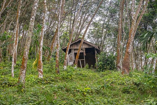 Small hut in a plantation of rubber trees, Hevea brasiliensis outside the Mount Leuser National Park close to Bukit Lawang in the northern part of Sumatra
