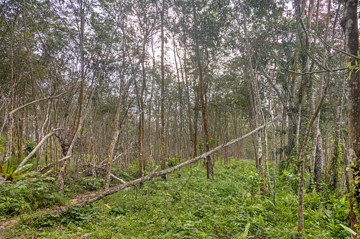 Plantation of rubber trees, Hevea brasiliensis outside the Mount Leuser National Park close to Bukit Lawang in the northern part of Sumatra