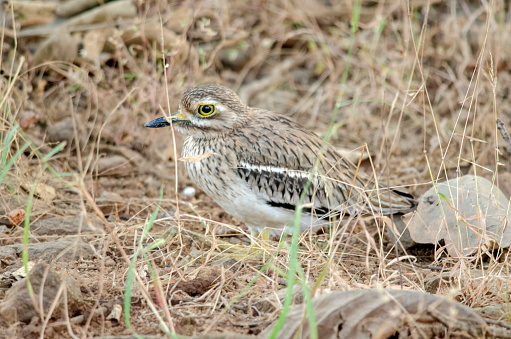 Indian stone-curlew or Indian thick-knee (Burhinus indicus) observed in Sasan Gir in Gujarat, India