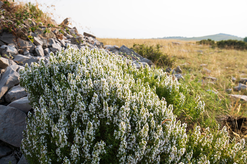 Flowering thyme in summer on mountain, in Dalmatia, Croatia.