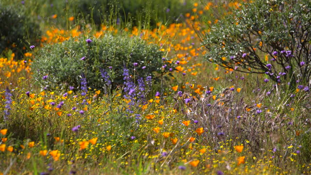 California Super Bloom in Diamond Valley Lake Wildflower Trail USA