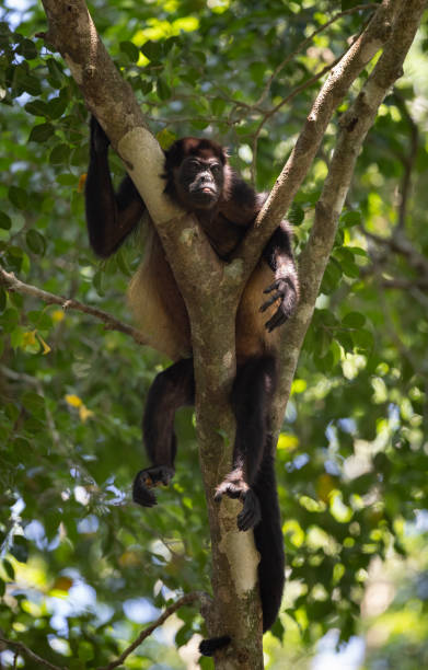 istock Howler Monkey in Costa Rica 2132745958