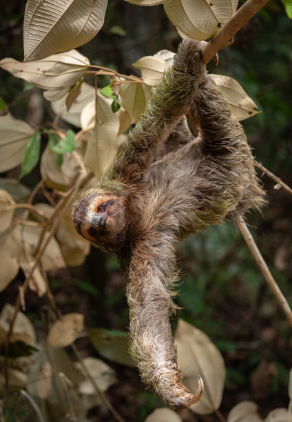 istock Sloth in Costa Rica 2132746479