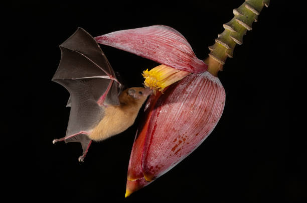 istock A Bat in Costa Rica 2132748566