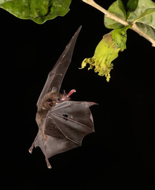 istock A Bat in Costa Rica 2132748594